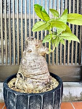 Amazon.co.jp: 霊樹パキラ 9号陶器鉢ごと 塊根植物 観葉植物